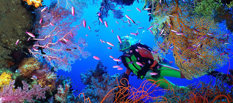Coral Reefs - Scuba Diving in Cozumel Mexico - Cozumel Dive Shops, Resorts  & Restuarants